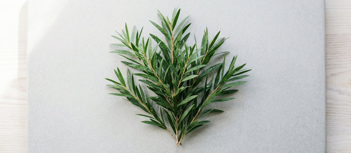 Image of Tea tree oil (Teträdolja) – hudvårdsingrediens för bättre hud | Skinroller