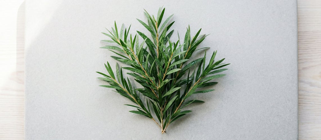 Tea tree oil (Teträdolja) – hudvårdsingrediens för bättre hud | Skinroller