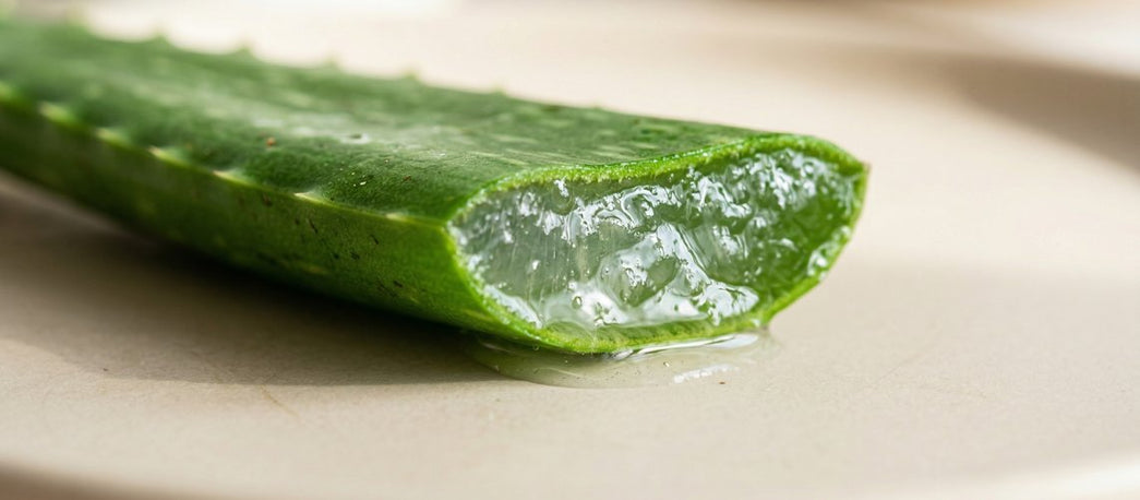 Aloe Vera – hudvårdsingrediens för bättre hud | Skinroller