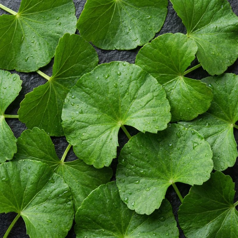 Image of Centella Asiatica - ingrediens närbild | Skinroller