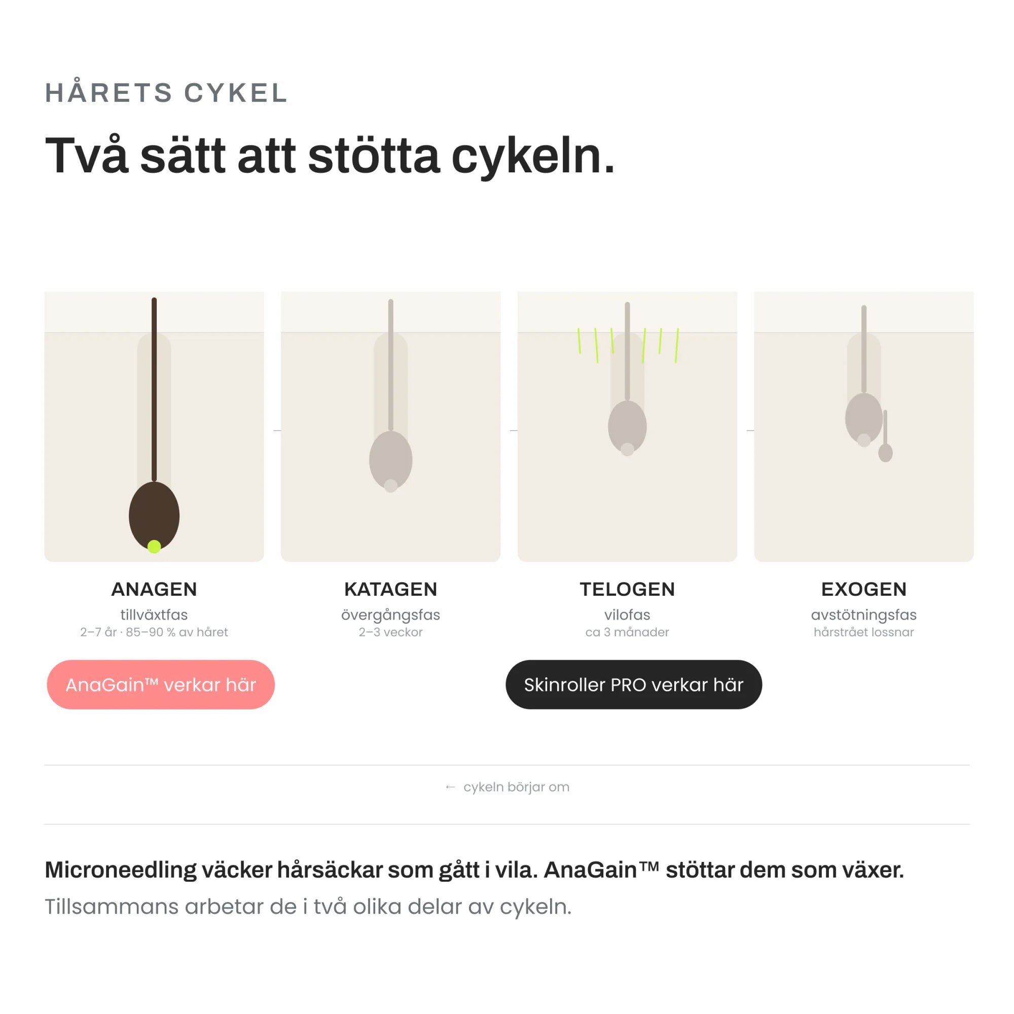 Image of Håravfall behandling – hårets tillväxtcykel med microneedling i telogenfas och AnaGain i anagenfas