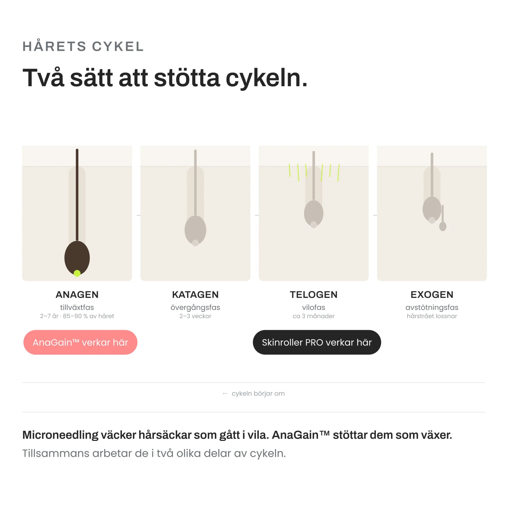 Håravfall behandling – hårets tillväxtcykel med microneedling i telogenfas och AnaGain i anagenfas